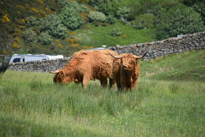 Highland bull