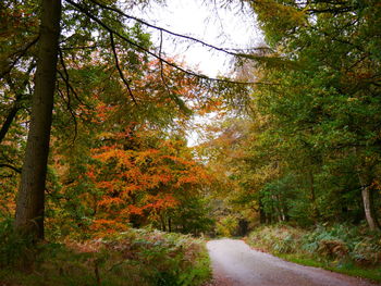 Road amidst trees in forest during autumn