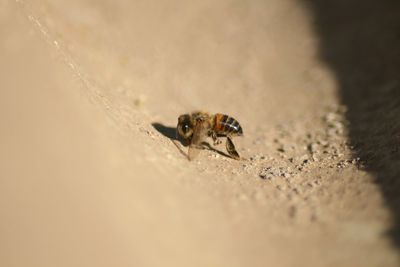 Close-up of insect on sand