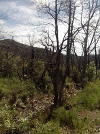 Bare trees on landscape