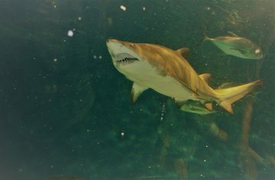 Fish swimming in sea