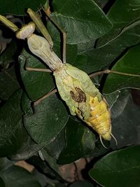 High angle view of insect on leaves