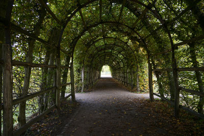 Footpath amidst trees in park