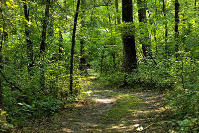 Footpath amidst trees in forest