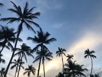 Low angle view of palm trees against sky