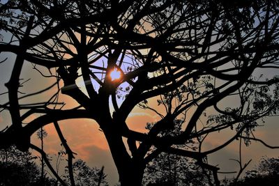 Silhouette of trees at sunset