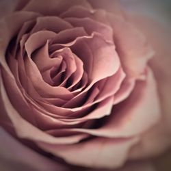 Close-up of rose