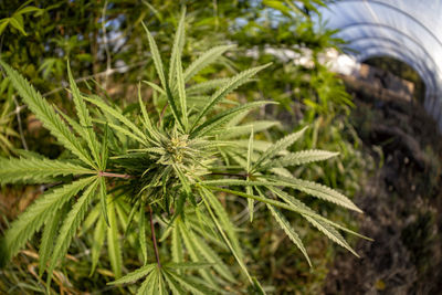 High angle view of plants