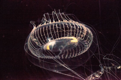 Close-up of jellyfish swimming in sea