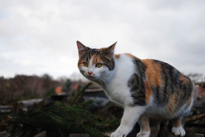 Portrait of a cat against the sky