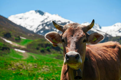 Close-up of cow on field against mountain