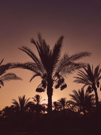 Low angle view of silhouette palm trees against clear sky
