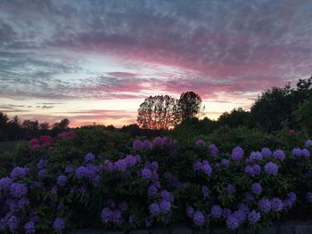 Purple flowering plants on field against sky during sunset