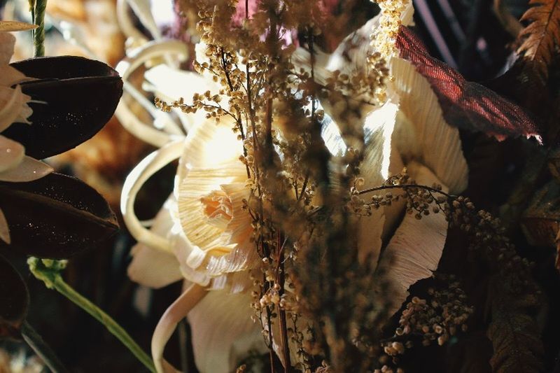 flower, freshness, petal, growth, fragility, close-up, flower head, beauty in nature, plant, nature, focus on foreground, blooming, pollen, selective focus, in bloom, botany, blossom, day, outdoors, no people