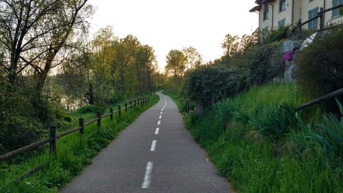 Empty road amidst trees in city