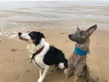 Dog sitting on sand at beach against sky