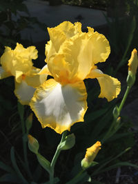 Close-up of yellow flowers blooming outdoors