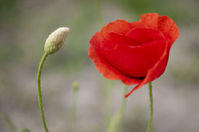 Close-up of red poppy flower on field