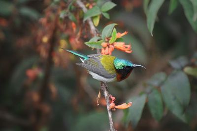 Close-up of bird perching on plant