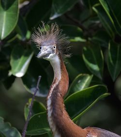 Close-up of a bird