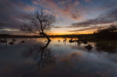 Bare tree in during sunset