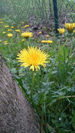 Close-up of yellow flower blooming in field