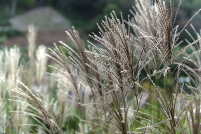 Close-up of crops growing on field