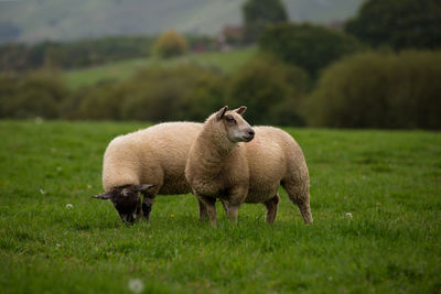 Sheep standing in a field