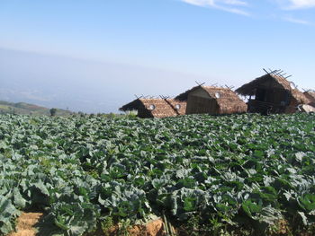 House on field against sky