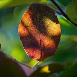 Close-up of orange leaves