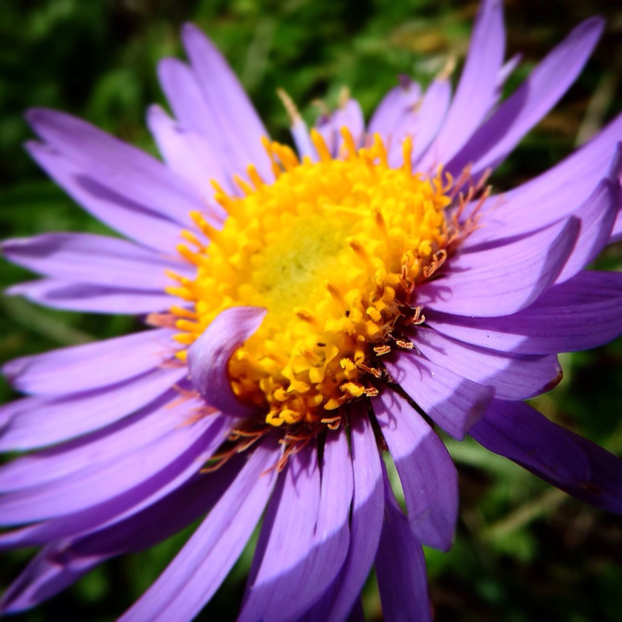 flower, petal, freshness, flower head, fragility, pollen, beauty in nature, growth, close-up, purple, blooming, nature, focus on foreground, single flower, yellow, stamen, in bloom, plant, no people, outdoors
