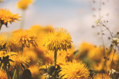 Close-up of dandelion flower in field