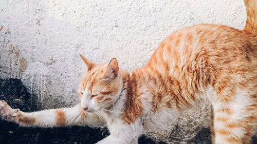 Cat stretching outdoors