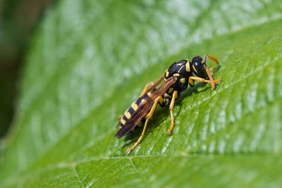 Close-up of insect on leaf