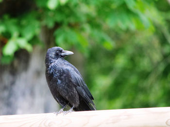 Crow on wooden beam looking aside