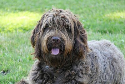 Close-up portrait of dog sticking out tongue on field