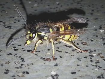 Close-up of bee