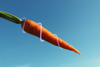 Close up of red leaf