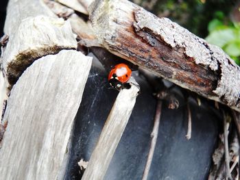 Close-up of ladybug on wood