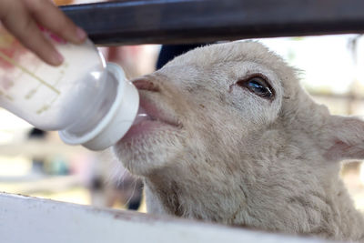 Close-up of a horse drinking