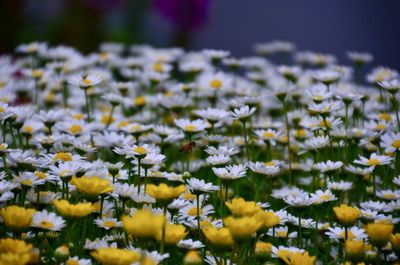 Close-up of fresh white flowers in field