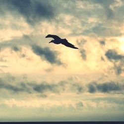 Silhouette bird flying over sea against sky