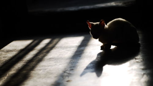 High angle view of kitten with shadow on flooring