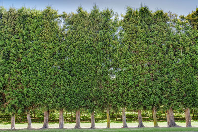 Trees growing in farm