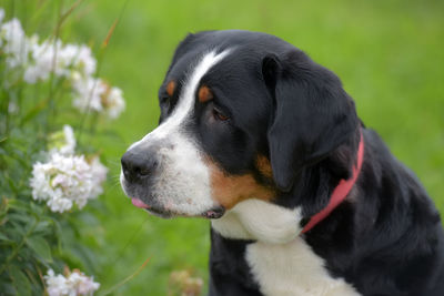 Close-up of dog looking away