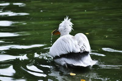 White swan swimming in lake