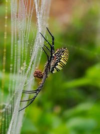 Close-up of spider on spider web.