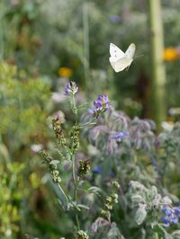 Close-up of white butterfly on purple flowering plant