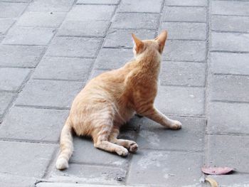Cat sitting on street