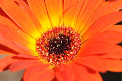 Close-up of orange gerbera daisy
